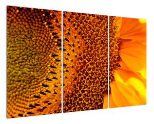 Detail slnečnice - obraz (Obraz 120x80cm)