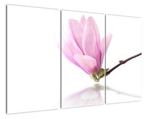 Kvet - obraz (Obraz 120x80cm)
