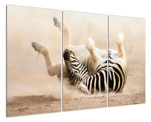 Obraz zebry (Obraz 120x80cm)