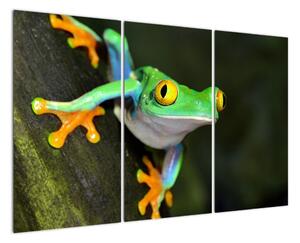 Žaba - obraz (Obraz 120x80cm)