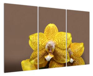 Žltá orchidea - obraz (Obraz 120x80cm)