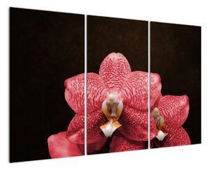 Ružová orchidea - obraz (Obraz 120x80cm)