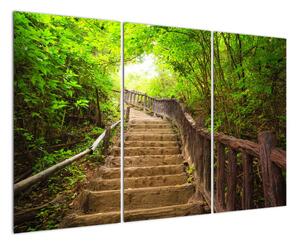 Schody v lese - obraz (Obraz 120x80cm)