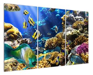 Podmorský svet - obraz (Obraz 120x80cm)