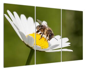 Včela na sedmokráske - obraz (Obraz 120x80cm)
