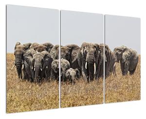 Stádo slonov - obraz (Obraz 120x80cm)