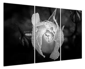 Obraz čiernobiele ruže (Obraz 120x80cm)