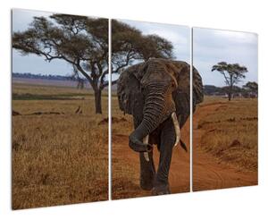 Obraz slona (Obraz 120x80cm)