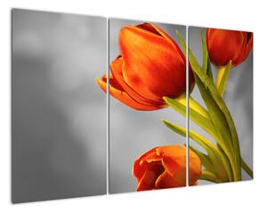 Obraz tulipánov (Obraz 120x80cm)