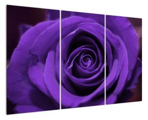 Detail ruže - obraz (Obraz 120x80cm)