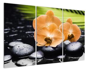 Kvet orchidey - moderný obraz (Obraz 120x80cm)