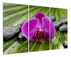 Orchidea - obraz (Obraz 120x80cm)