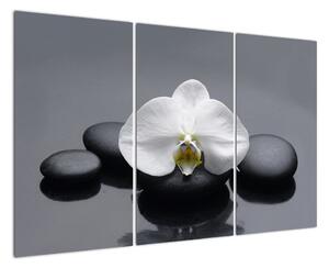 Kvet orchidey - moderný obraz (Obraz 120x80cm)