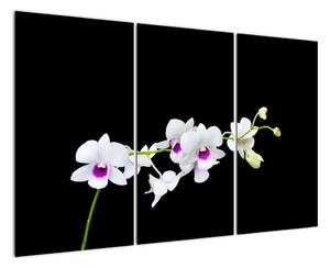 Kvetina - obraz (Obraz 120x80cm)