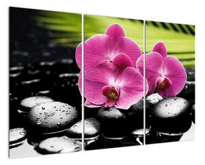 Fotka orchidey (Obraz 120x80cm)