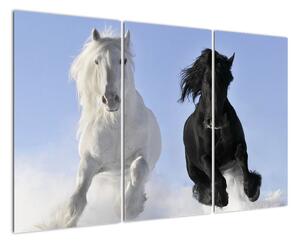 Kone, obraz (Obraz 120x80cm)