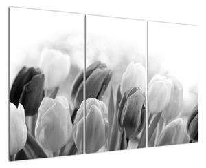 Tulipány, obraz (Obraz 120x80cm)
