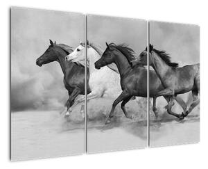 Obraz cválajúci koňov (Obraz 120x80cm)