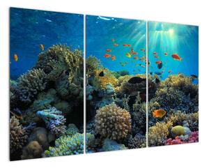 Obraz podmorského sveta (Obraz 120x80cm)