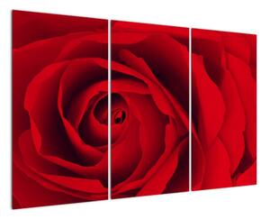 Detail červené ruže - obraz (Obraz 120x80cm)