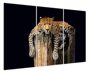 Leopard, obraz (Obraz 120x80cm)