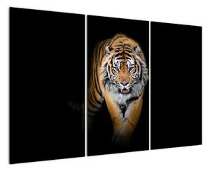 Tiger, obraz (Obraz 120x80cm)