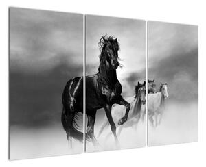 Čiernobiely obraz koňov (Obraz 120x80cm)