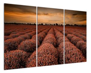 Kvetinové pole - obraz (Obraz 120x80cm)