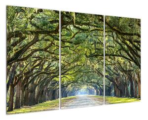 Aleje stromov - obraz (Obraz 120x80cm)
