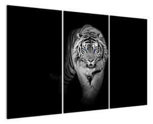 Čiernobiely lev - obraz (Obraz 120x80cm)