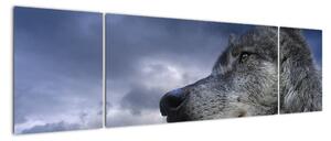 Obraz vlka (Obraz 170x50cm)