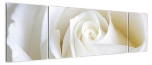 Obraz biele ruže (Obraz 170x50cm)