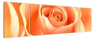 Obraz oranžové ruže (Obraz 170x50cm)