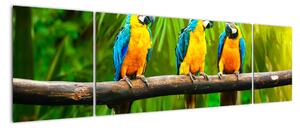 Moderný obraz - papagáje (Obraz 170x50cm)