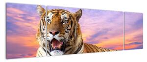 Obraz ležiaceho tigra (Obraz 170x50cm)
