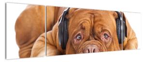 Moderný obraz - pes so slúchadlami (Obraz 170x50cm)