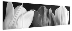 Čiernobiely obraz - tri tulipány (Obraz 170x50cm)