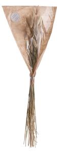 FLOWER MARKET Lagurus tráva sušená 70 cm