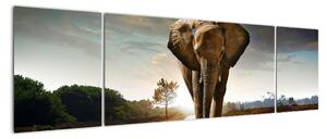 Obraz kráčajúceho slona (Obraz 170x50cm)