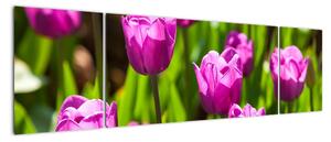Obraz kvitnúcich tulipánov (Obraz 170x50cm)