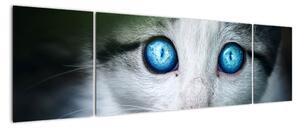 Obraz mačky, žiarivé oči (Obraz 170x50cm)