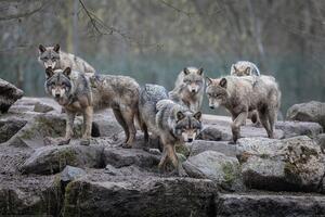 Plagát, Obraz - Wolf - Grey Wolves