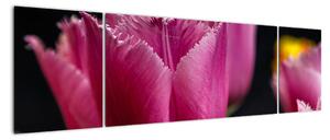 Tulipány - obrazy (Obraz 170x50cm)
