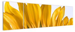 Obraz kvetu slnečnice (Obraz 170x50cm)