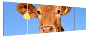 Obraz kravy (Obraz 170x50cm)