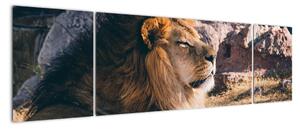 Obraz - ležiaci lev (Obraz 170x50cm)