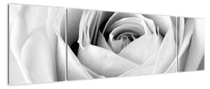 Čiernobiely obraz ruže (Obraz 170x50cm)
