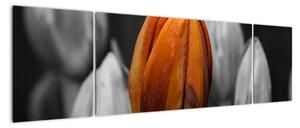 Oranžový tulipán medzi čiernobielymi - obraz (Obraz 170x50cm)