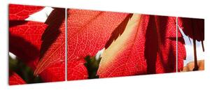 Obraz červených listov (Obraz 170x50cm)