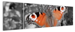 Oranžový motýľ - obraz (Obraz 170x50cm)